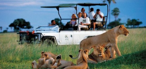 Safari Travel (2)